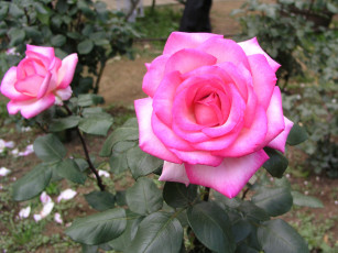 Картинка цветы розы rose