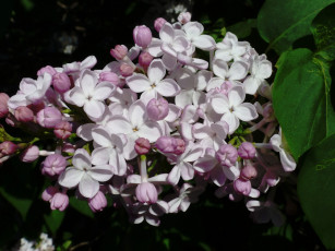 Картинка цветы сирень