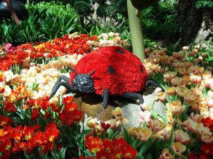 Картинка цветы тюльпаны коровка