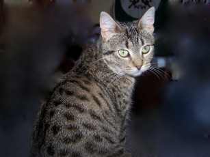 Картинка животные коты cat