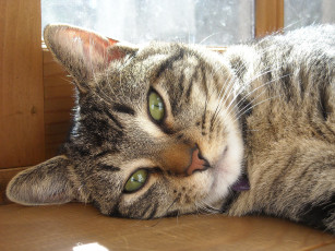 Картинка животные коты cat