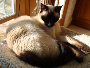 Картинка животные коты cat сиамский