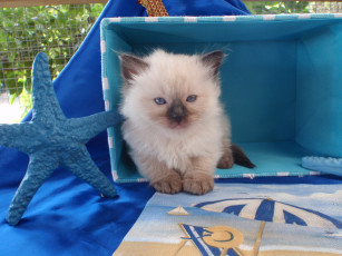 Картинка животные коты котенок