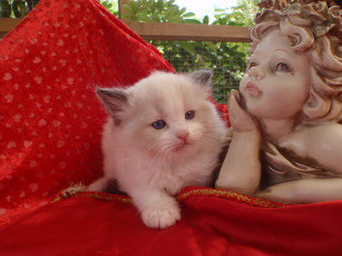 Картинка животные коты котенок