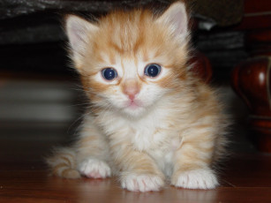 Картинка животные коты котенок