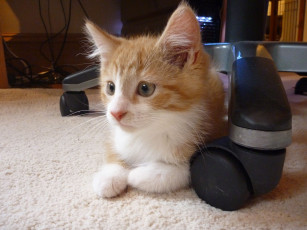 Картинка животные коты рыжий