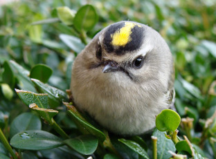 Картинка животные птицы королёк