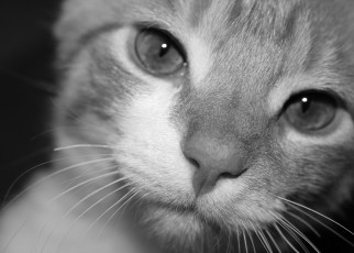 Картинка животные коты cat