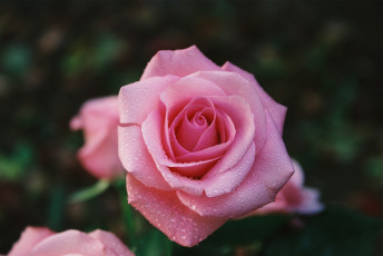 Картинка цветы розы rose