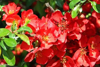 обоя айва, авторthean, цветы, красный