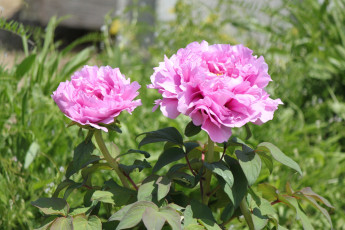 Картинка цветы пионы листья