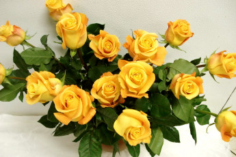 Картинка цветы розы