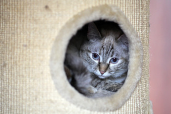 Картинка животные коты cat