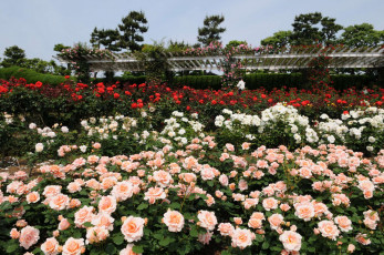 Картинка цветы розы rose