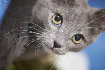 Картинка животные коты cat