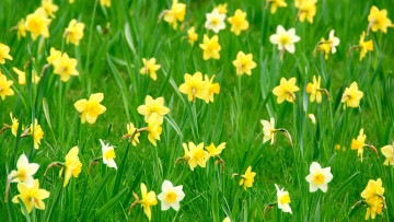 Картинка цветы нарциссы нарцисы