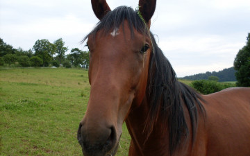 Картинка животные лошади грива