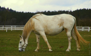 Картинка животные лошади лес изгородь лошадь