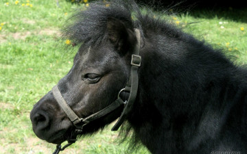 Картинка животные лошади пони