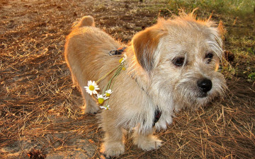 Картинка животные собаки пёс ромашки