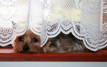 Картинка животные собаки занавеска подоконник собачка