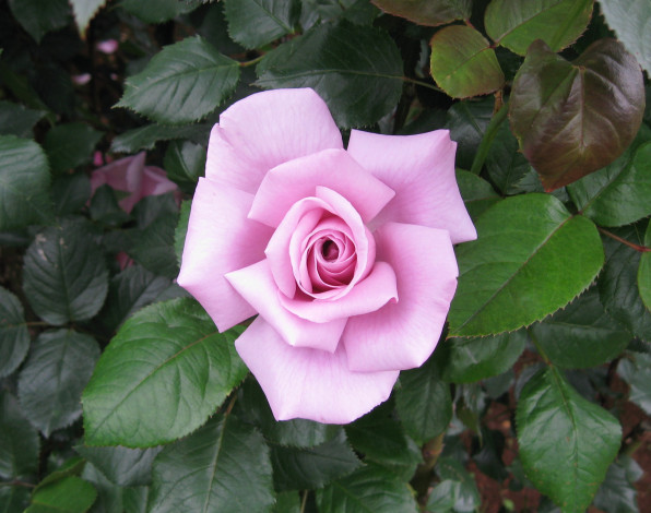 Обои картинки фото цветы, розы, rose