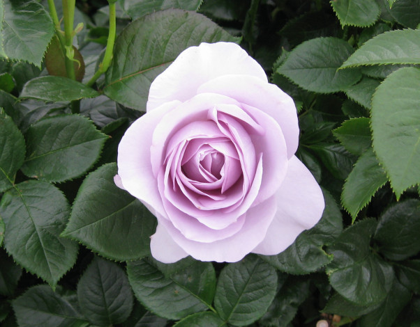 Обои картинки фото цветы, розы, rose