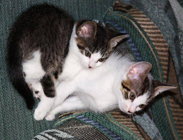 Обои картинки фото животные, коты, котенок