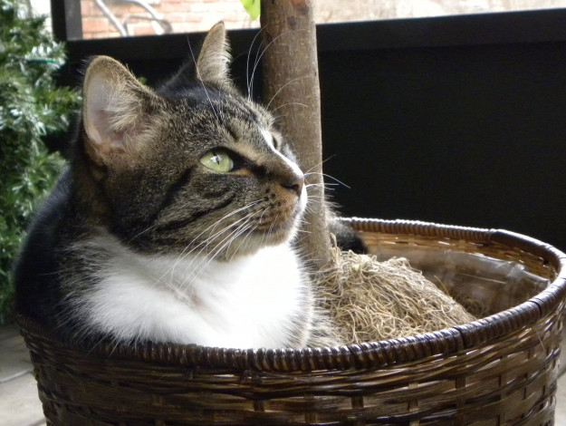 Обои картинки фото животные, коты, cat