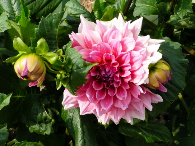 Обои картинки фото цветы, георгины