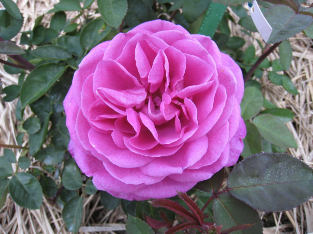 Обои картинки фото цветы, розы, rose