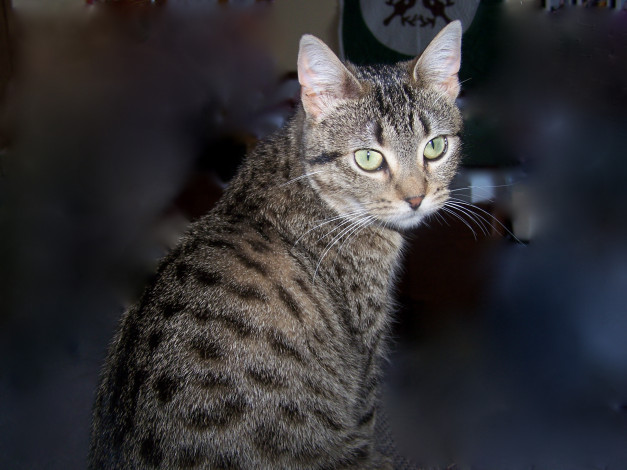 Обои картинки фото животные, коты, cat