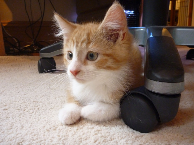 Обои картинки фото животные, коты, рыжий