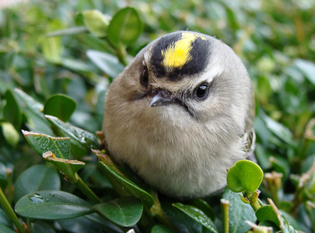 Обои картинки фото животные, птицы, королёк