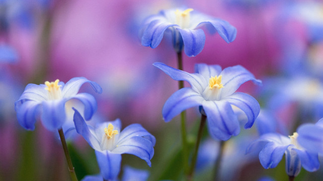 Обои картинки фото цветы, луговые, полевые, снеговик, хионодокса, chionodoxa