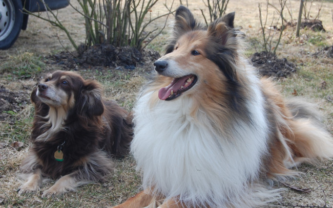 Обои картинки фото животные, собаки, парочка