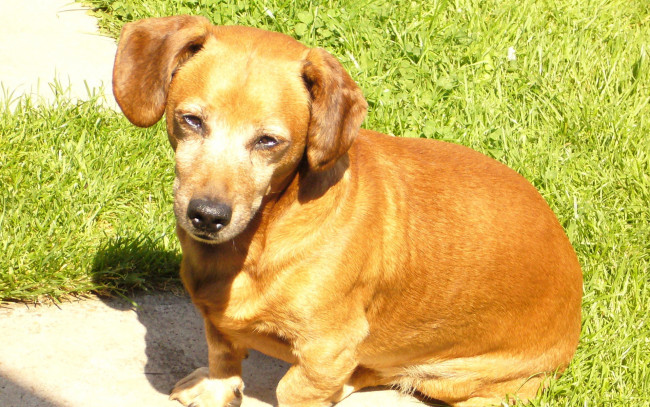 Обои картинки фото животные, собаки, щенок