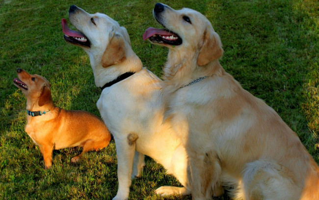 Обои картинки фото животные, собаки, трио