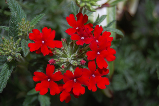 Обои картинки фото цветы, лантана, вербена, красный
