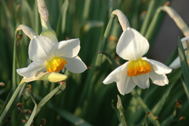Обои картинки фото цветы, нарциссы, белый