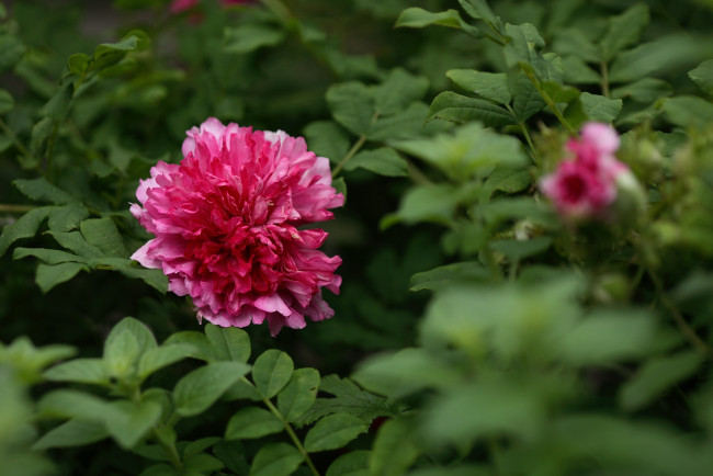 Обои картинки фото цветы, розы, махровый