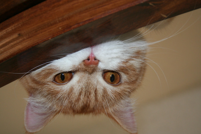 Обои картинки фото животные, коты, cat