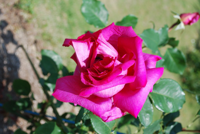 Обои картинки фото цветы, розы, rose