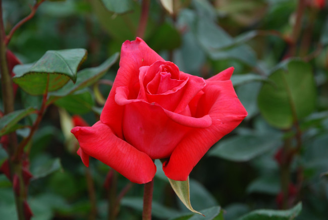 Обои картинки фото цветы, розы, rose