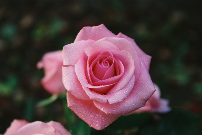 Обои картинки фото цветы, розы, rose