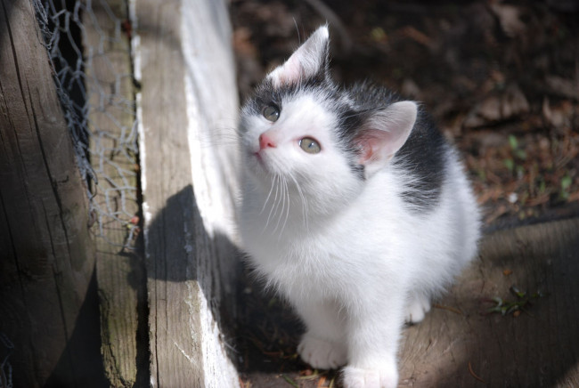 Обои картинки фото животные, коты, котенок