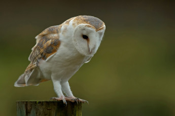 Картинка животные совы сова полярная