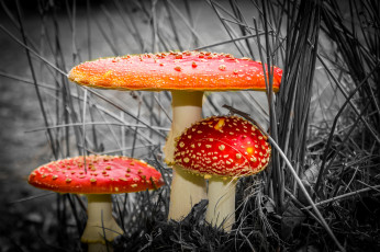 Картинка природа грибы +мухомор грибочки