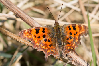 Картинка животные бабочки +мотыльки +моли бабочка
