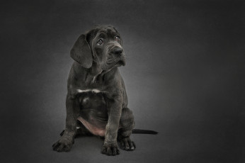 Картинка животные собаки пес